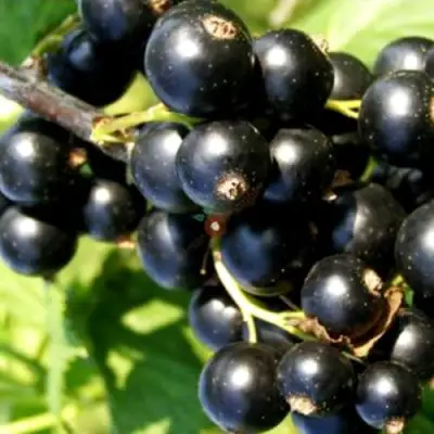 Смородина чёрная ДЕЛИКАТЕСНАЯ в Борисове