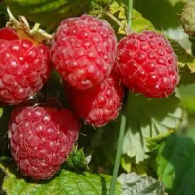 Малина ПРИМАРА в Борисове