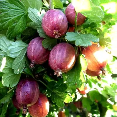 Крыжовник СЕРЕНАДА в Борисове