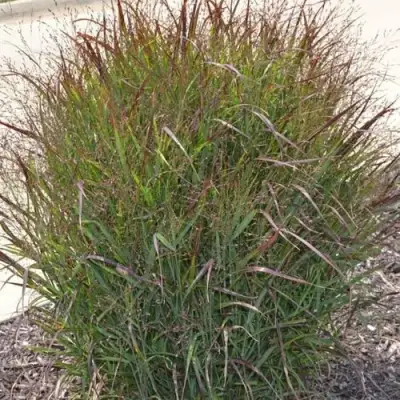 Просо ШЕНАНДО прутьевидное в Борисове