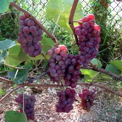 Виноград ЛЮСИЛЬ в Борисове