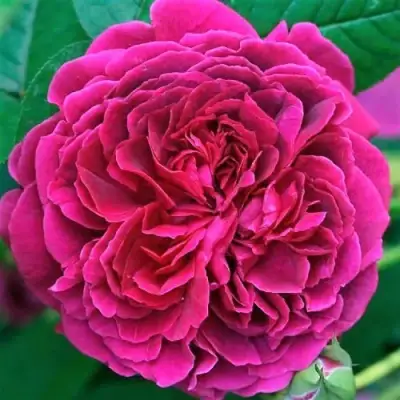 саженцы розы Вильям Шекспир