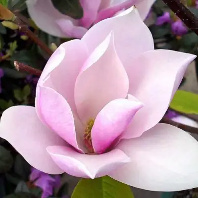 Магнолия АЛЕКСАНДРИНА  в Борисове