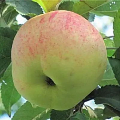 Яблоня ЛЕТНЕЕ СЛАДКОЕ в Борисове