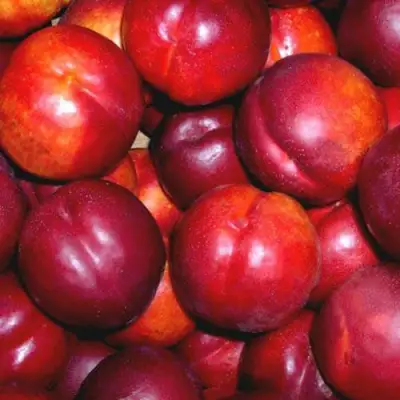 Нектарин МЕДВЕДЕВСКИЙ в Борисове