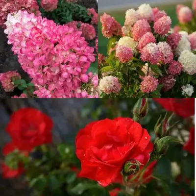 Комплект РОЗОВЫЙ ЗАКАТ в Борисове