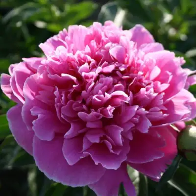 Пион ГОЛУБАЯ ХРИЗАНТЕМА травянистый в Борисове