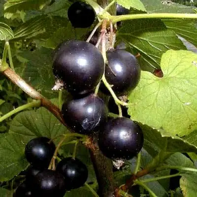 Смородина чёрная БИНАР в Борисове