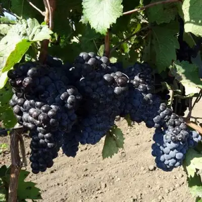 Виноград ДЕНИСОВСКИЙ в Борисове