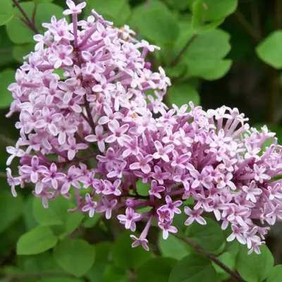 Сирень ПАЛИБИН  в Борисове