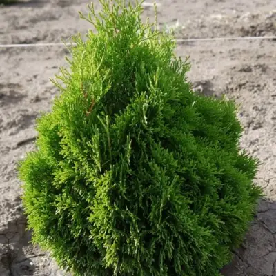 Туя МИКИ западная в Борисове