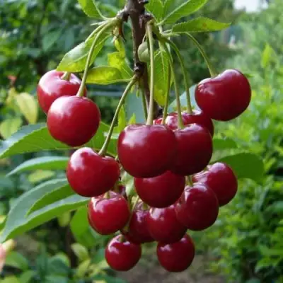 Вишня ВЯНОК в Борисове