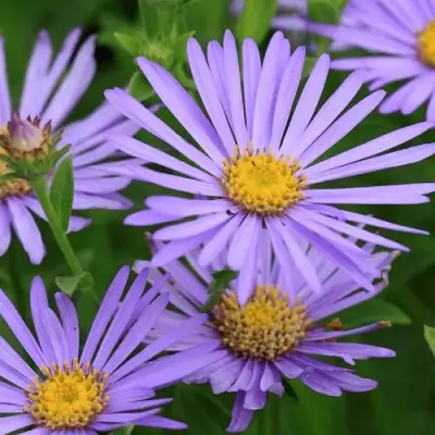 Астра ЛЕДИ ИН БЛЮ в Борисове