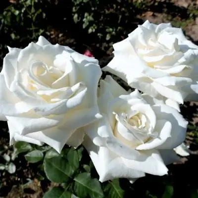 Роза БОИНГ чайно-гибридная в Борисове