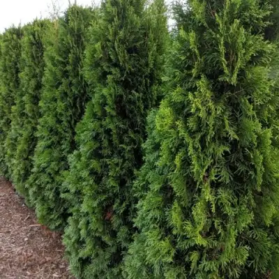 Туя ПИРАМИДАЛИС КОМПАКТА западная в Борисове