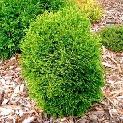 Туя ВОТЕРФИЛД западная в Борисове