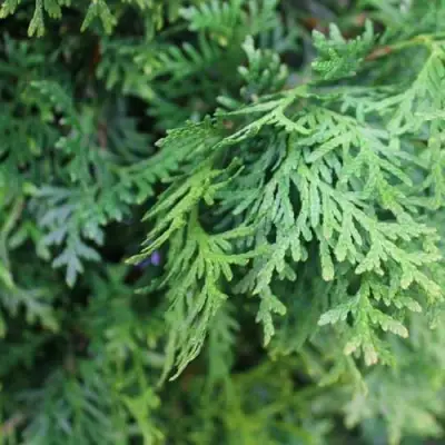 Туя ПИРАМИДАЛИС КОМПАКТА западная в Борисове