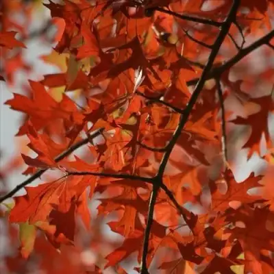 Дуб болотный в Борисове