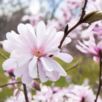 Магнолия РОЗЕЯ в Борисове