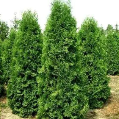 Туя ПИРАМИДАЛИС КОМПАКТА западная в Борисове