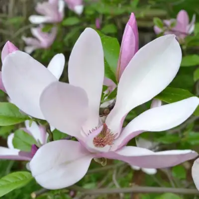 Магнолия ДЖОРДЖ ГЕНРИ КЕРН в Борисове