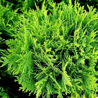 Туя ДАНИКА западная в Борисове