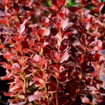 Барбарис ВУЛКАНО тунберга в Борисове