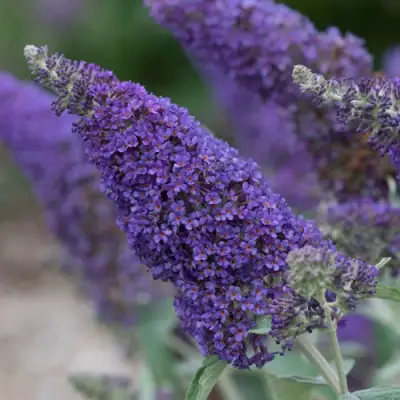 Буддлея НАНО ПЕРПЛ  в Борисове