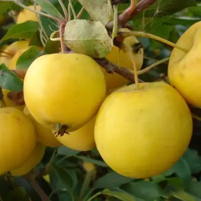 Яблоня УРАЛЬСКОЕ НАЛИВНОЕ в Борисове