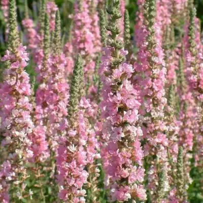 Дербенник БЛАШ иволистный в Борисове