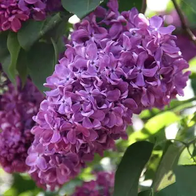 Сирень КАПИТАН ГАСТЕЛЛО в Борисове