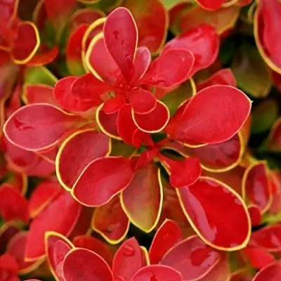 Барбарис КОРАЛ тунберга в Борисове