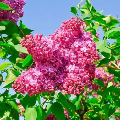 Сирень КРАСНАЯ МОСКВА в Борисове