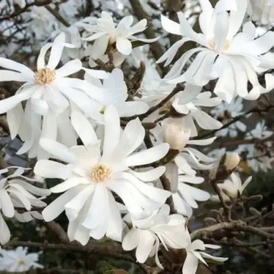 Магнолия РОЯЛ СТАР в Борисове