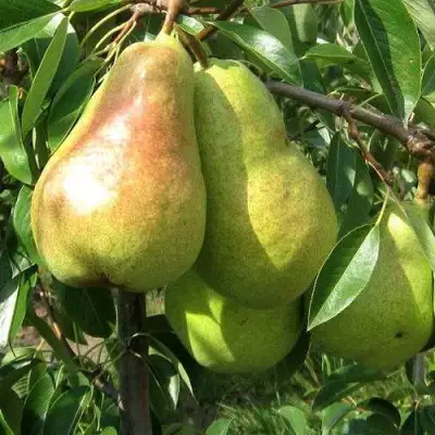 Груша БЕРЕ ЛЮКА в Борисове