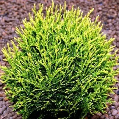 Туя ВОТЕРФИЛД западная в Борисове