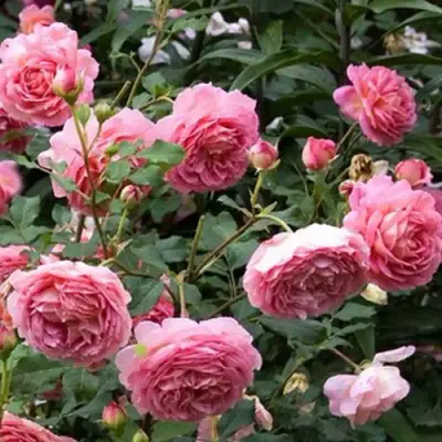 Роза ДЖУБИЛИ СЕЛЕБРЕЙШН английская в Борисове