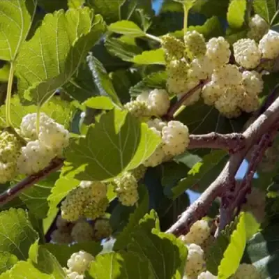 Шелковица БЕЛАЯ АЛЬБА в Борисове