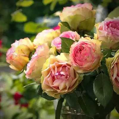 Роза ПИТАХАЙЯ чайно-гибридная в Борисове