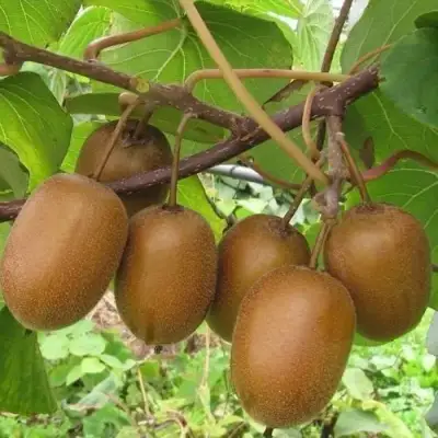 Актинидия ХЕЙВАРД киви в Борисове