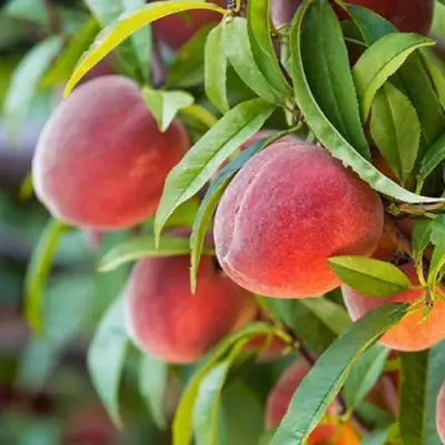 Персик РЕД ХЕВЕН в Борисове