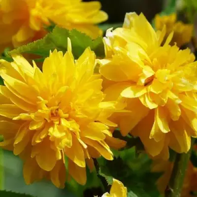 Керрия японская АУРЕОВАРИЕГАТТА в Борисове