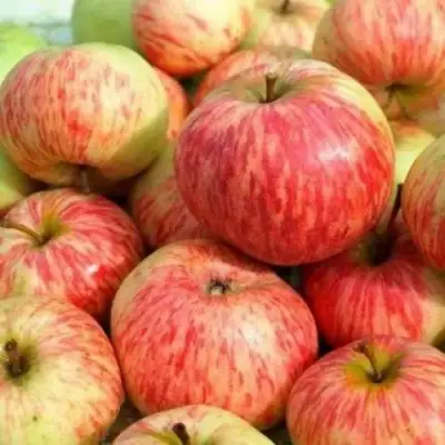 Яблоня РАНЕТКА (КОРОБОВКА) в Борисове