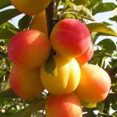 Слива ВЕТРАЗЬ-2 в Борисове