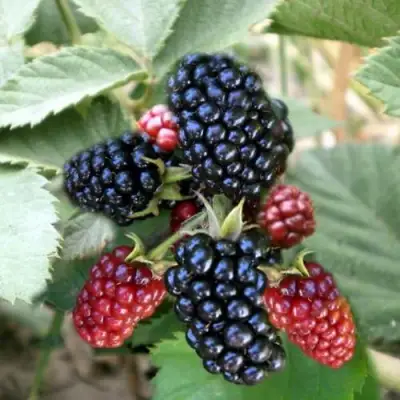 Ежевика ОРКАН бесшипная  в Борисове