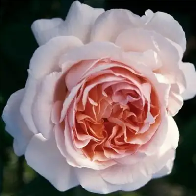 Роза АНДРЕ ЛЕ НОТР чайно-гибридная в Борисове