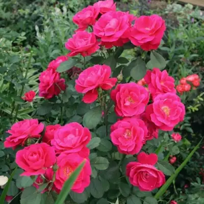 Роза ДЖОРДЖ ВАНКУВЕР флорибунда в Борисове