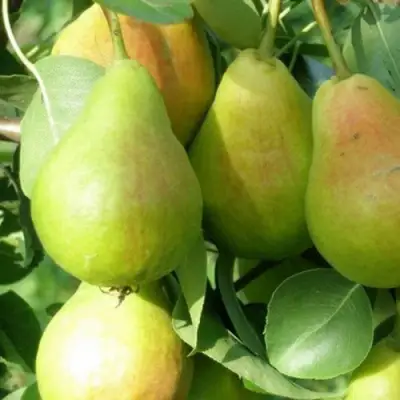 Груша ЛИРА в Борисове