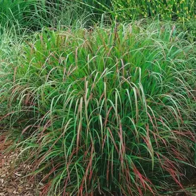 Просо РЕБРАУН прутьевидное в Борисове