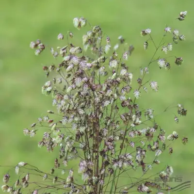 Трясунка средняя в Борисове